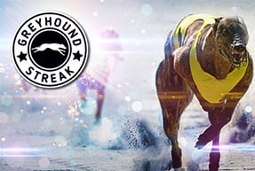 Greyhound Streak